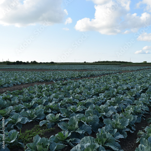 The cabbage field