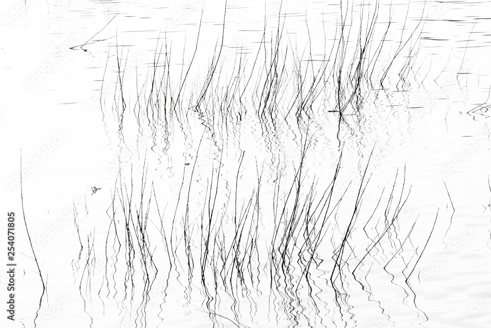 River vegetation silhouette in black and white