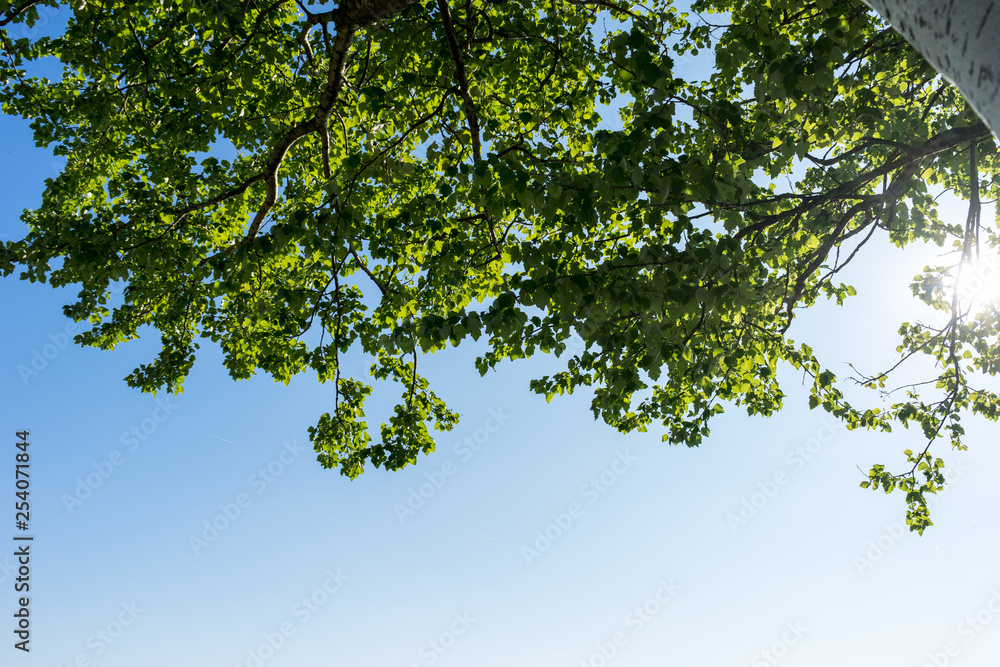 Netherlands,Lisse, LOW ANGLE VIEW OF TREE AGAINST SKY Netherlands,Lisse, LOW ANGLE VIEW OF TREE AGAINST SKY