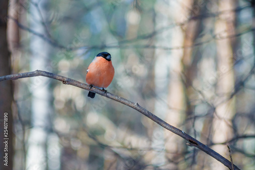 hungry wild bird bullfinchr on a tree in spring forest © Fotony76