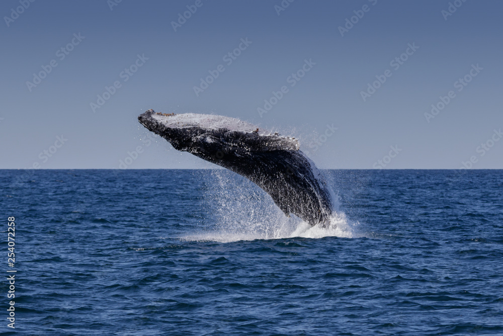 Fototapeta premium Breaching Humpback Whale (Megaptera novaeangliae), Port Stephens, Australia