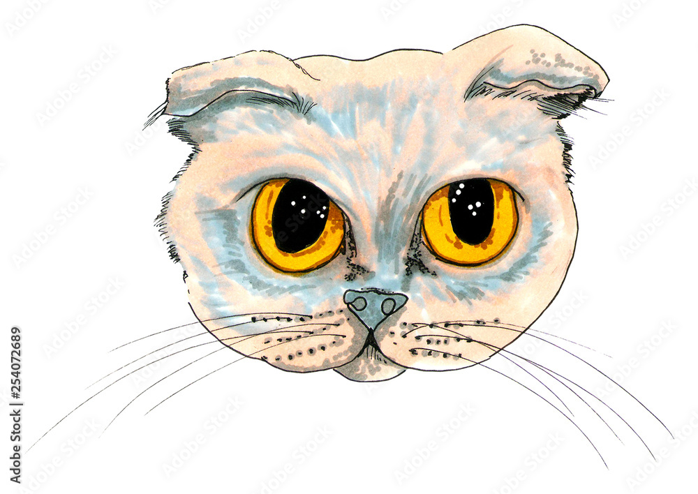 greay british cat head greay british cat head