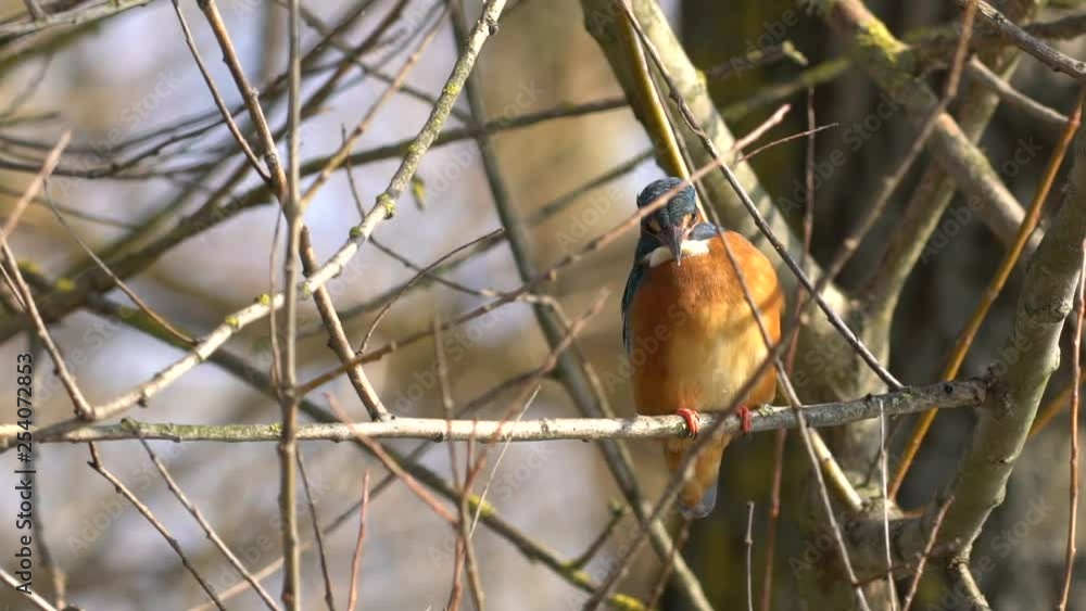 Beautiful colourful kingfisher sitting on branch Beautiful colourful kingfisher sitting on branch