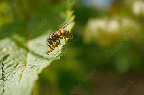 Insekt - Wespe © Revilo Lessen