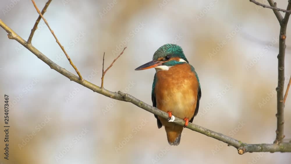 Beautiful colourful kingfisher sitting on branch Beautiful colourful kingfisher sitting on branch