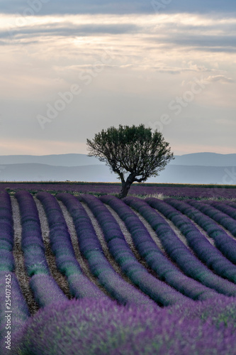 views of wild lavender fields located in the French provence