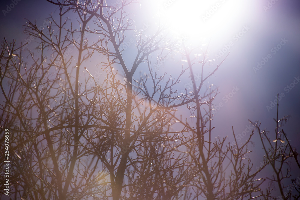 Silhouetted tree branches with colorful sky Silhouetted tree branches with colorful sky