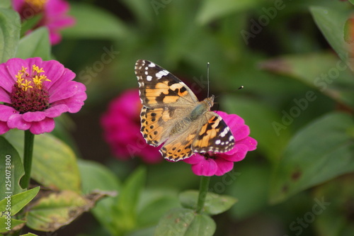 Schmetterling © Markus