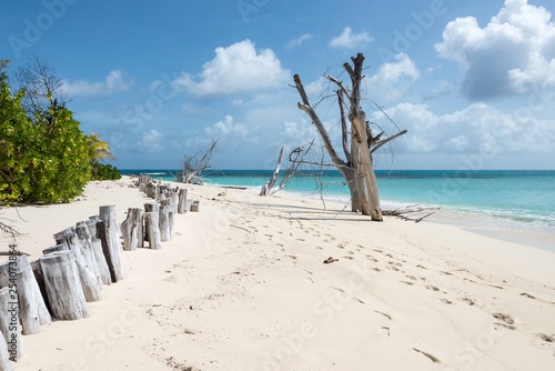A tropical beach with white sand and clear blue ocean. There is a line of wood stumps, and a weathered tree at the edge of the water. Photo taken on Desroches Island in the Seychelles.