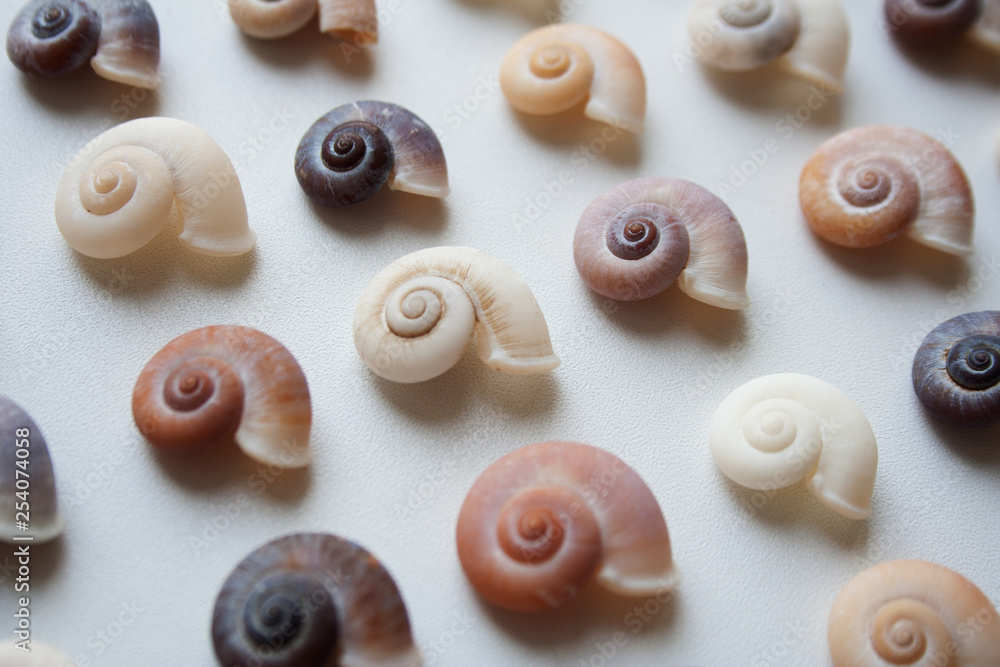 Spiral seashells pattern isolated on white background close up Spiral seashells pattern isolated on white background close up