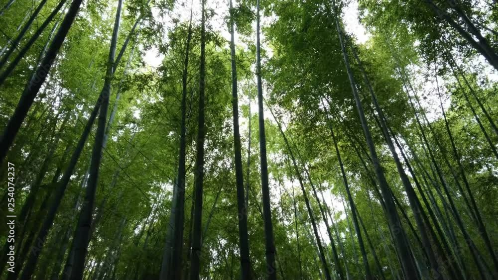 Walking through a Bamboo Forest in Japan Walking through a Bamboo Forest in Japan