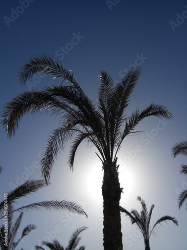 Palme
