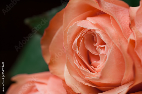 Pink roses in a bouquet on a dark background