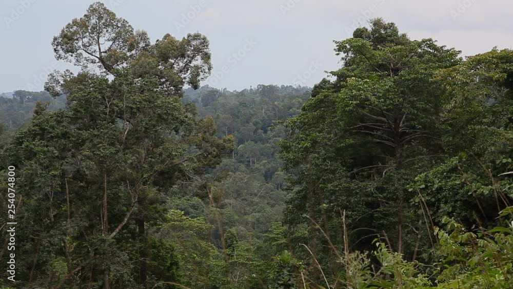 Huge Rainforest in Borneo, Malaysia, cloudy day Huge Rainforest in Borneo, Malaysia, cloudy day