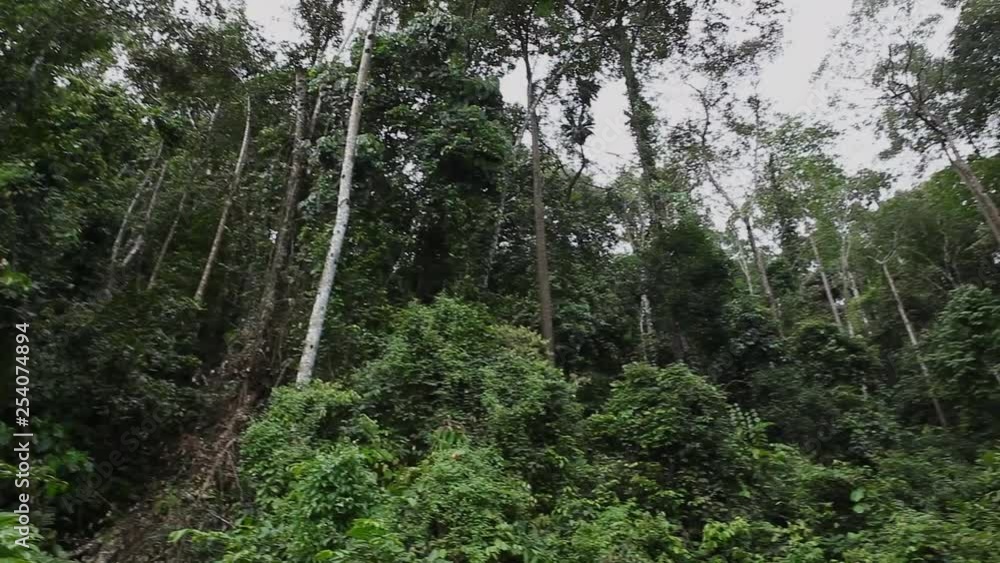 Natural rainforest, Malaysia, Borneo, fisheye Natural rainforest, Malaysia, Borneo, fisheye