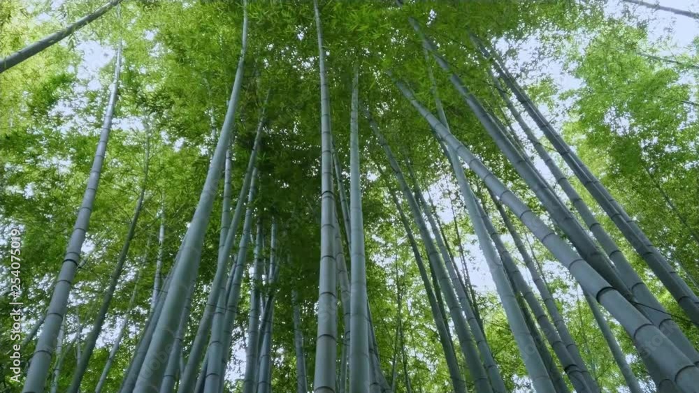 Amazing wide angle view of the Bamboo Forest in Kamakura Amazing wide angle view of the Bamboo Forest in Kamakura