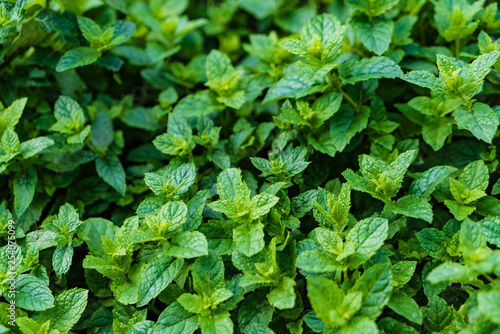 Wallpaper Mural mint plant grow at vegetable garden Torontodigital.ca