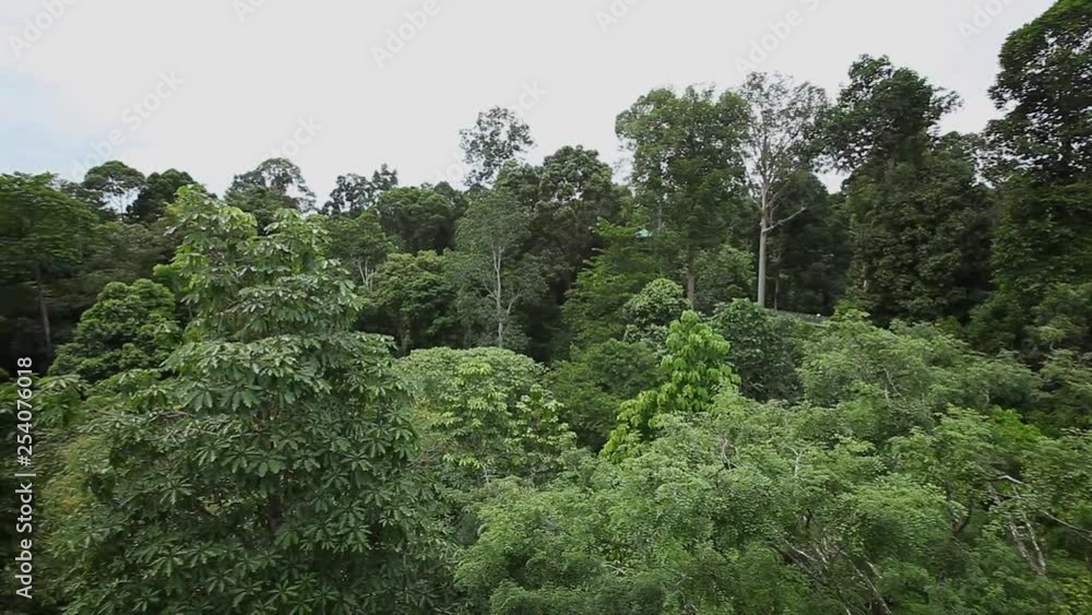 Borneo Rainforest, filming from canopy, panoramic view Borneo Rainforest, filming from canopy, panoramic view