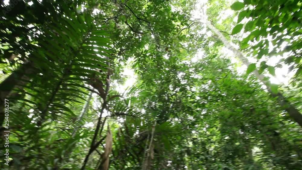 Sabah Borneo Rainforest, Malaysia Sabah Borneo Rainforest, Malaysia
