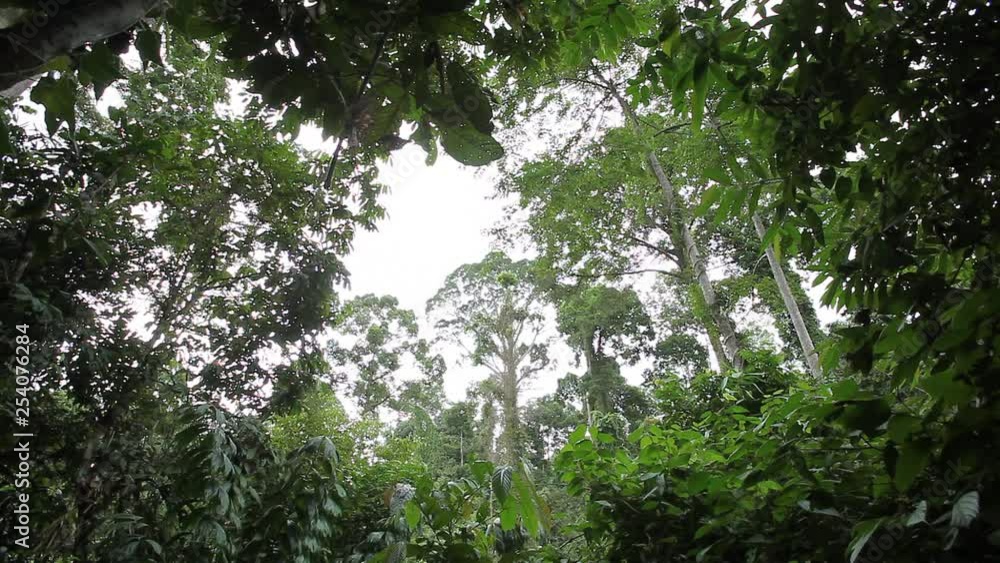 Sabah Borneo Malaysia Asia Rainforest Sky Sabah Borneo Malaysia Asia Rainforest Sky