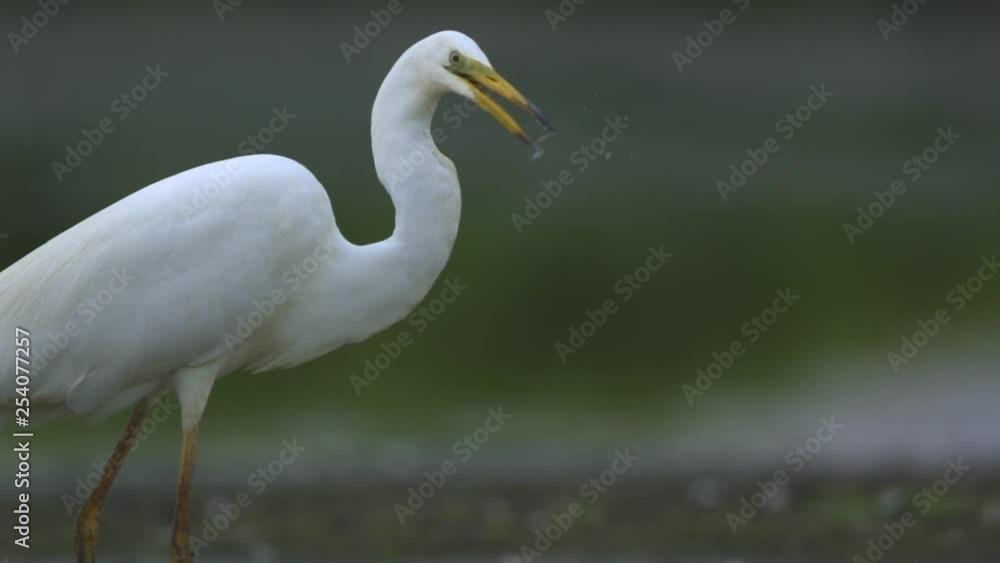 Great White Egret