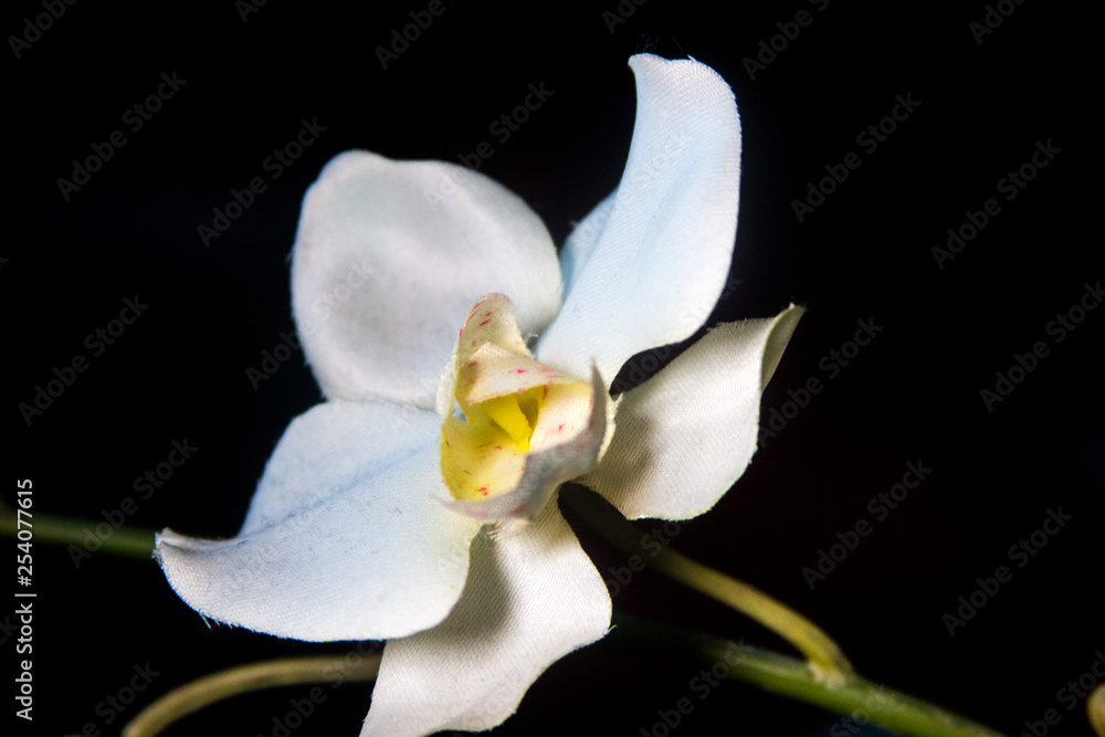 white orchid on black background white orchid on black background