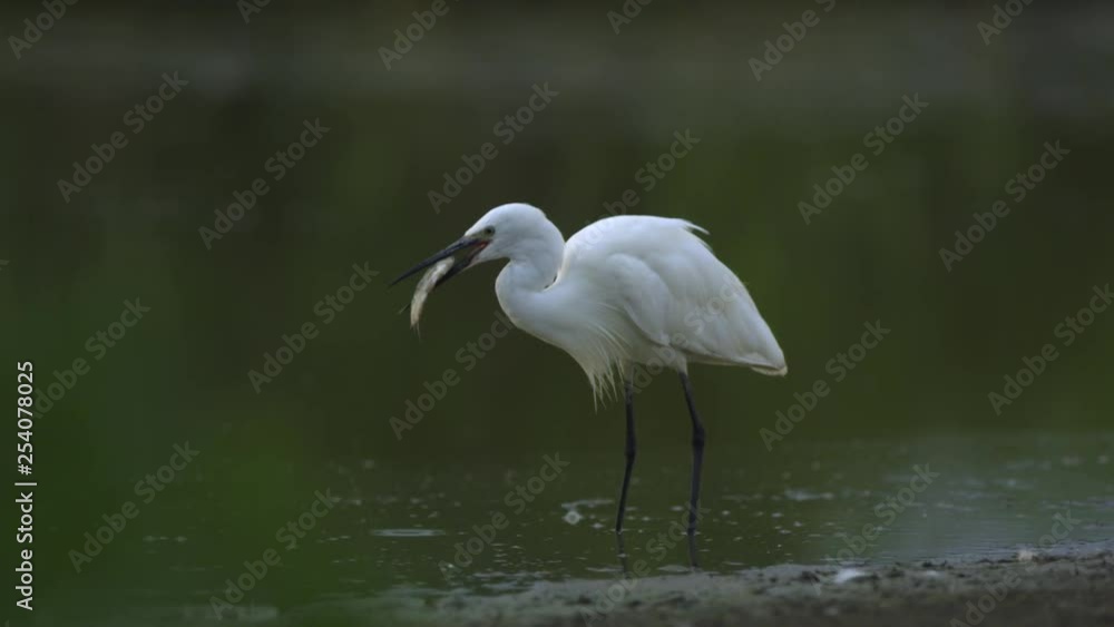 little Egret catching fish little Egret catching fish