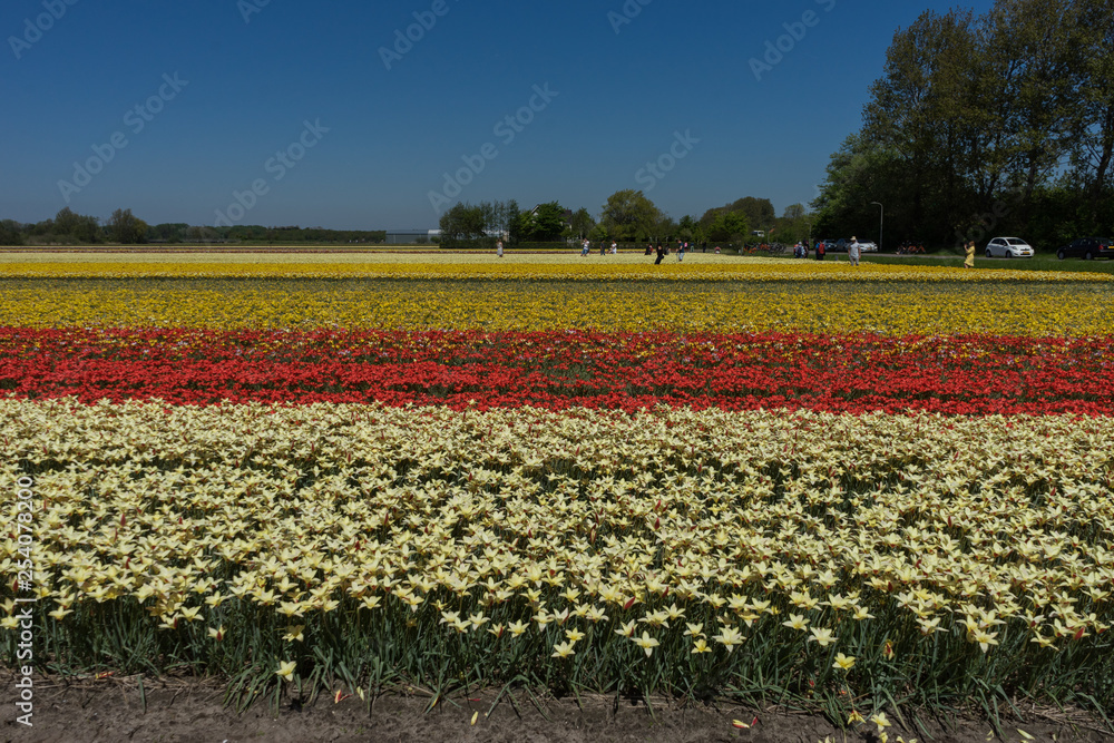 Netherlands,Lisse, a group of people in a field