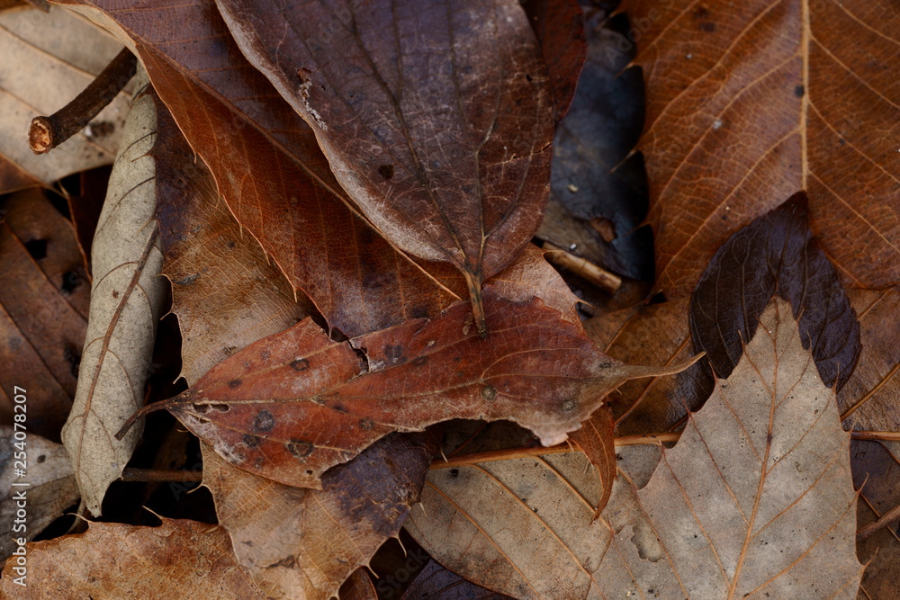 autumn leaves on the ground autumn leaves on the ground