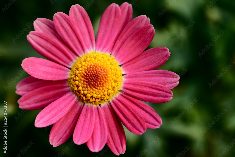 African daisy pink flower