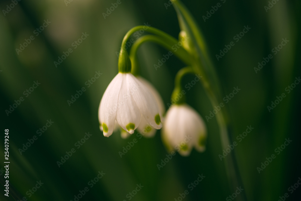 white spring snowflake flowers on green background in the Spring white spring snowflake flowers on green background in the Spring