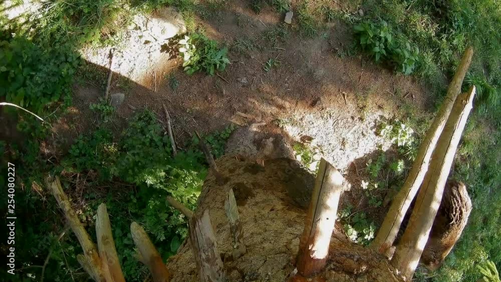 European brown bear, hidden camera European brown bear, hidden camera