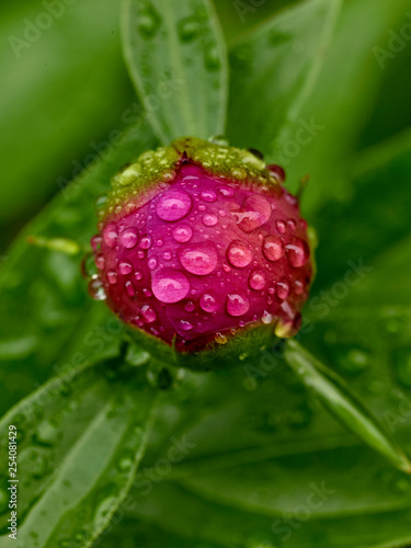 Peony bud with water dropplets