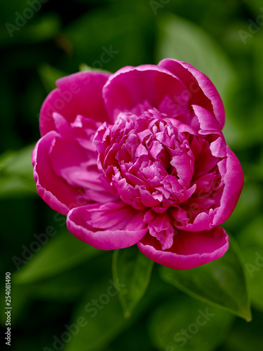 Peony opening