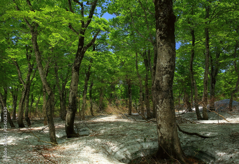 Fototapeta premium 鳥海山 残雪のブナ林