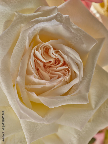 Macro Photograph of a Rose