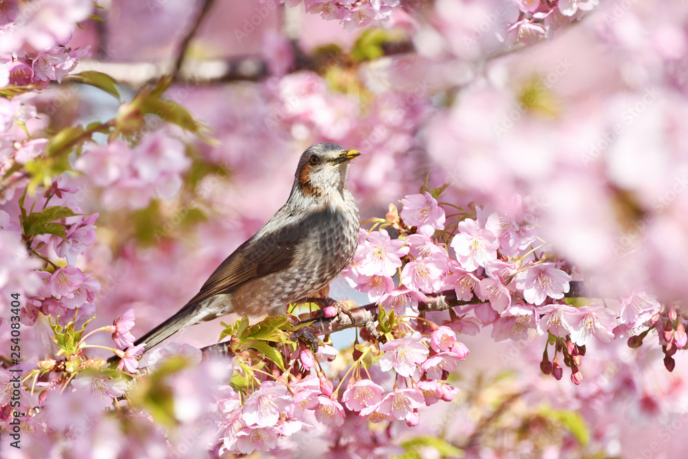 河津桜とヒヨドリ 河津桜とヒヨドリ