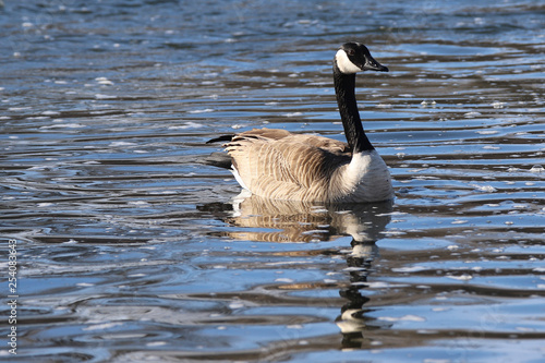 canadian goose on the lake