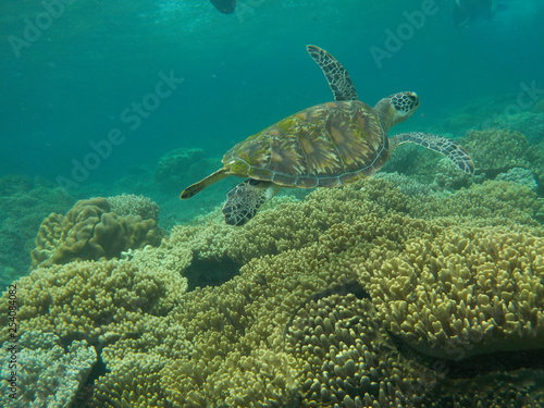 Underwater view of sea turtle swimming away at Apo Island, Philippines