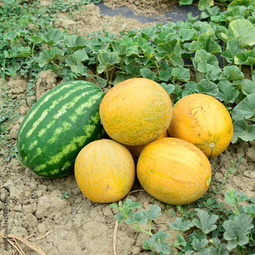 фотографія Ripe melon and watermelon the new harvest.