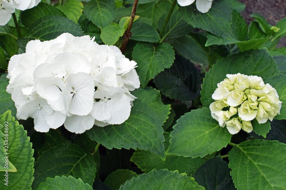 Bush white hydrangea closeup. White hydrangea flowers in the botanical garden. Growing beautiful plants at home. Bush white hydrangea closeup. White hydrangea flowers in the botanical garden. Growing beautiful plants at home.