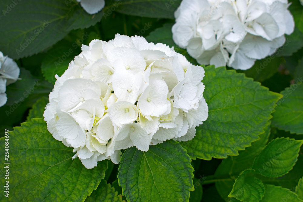 Bush white hydrangea closeup. White hydrangea flowers in the botanical garden. Growing beautiful plants at home. Bush white hydrangea closeup. White hydrangea flowers in the botanical garden. Growing beautiful plants at home.