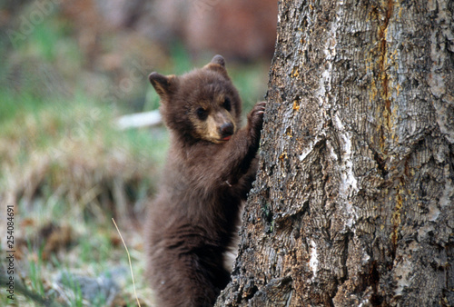 Black Bear cub Yellowstone National Park Montana Wildlife 