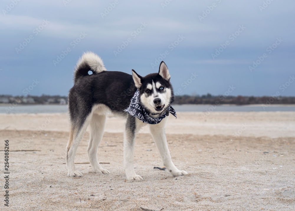 Husky, one blue one brown eye, on the beach
