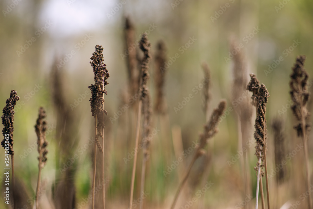 fertile fern frond in the Spring fertile fern frond in the Spring