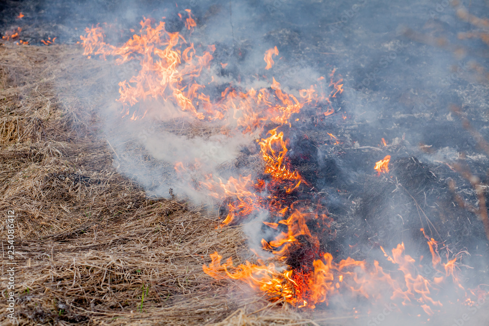 A strong fire spreads in gusts of wind through dry grass, smoking dry grass, concept of fire and burning of the forest A strong fire spreads in gusts of wind through dry grass, smoking dry grass, concept of fire and burning of the forest