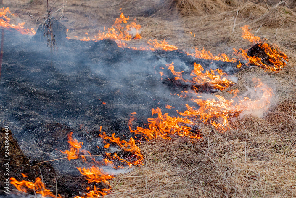 A strong fire spreads in gusts of wind through dry grass, smoking dry grass, concept of fire and burning of the forest