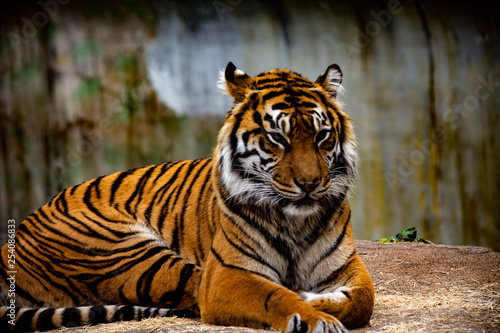 begal tiger at the zoo