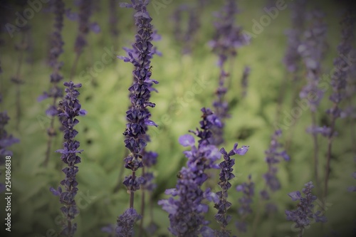 lavender flower in garden with background.