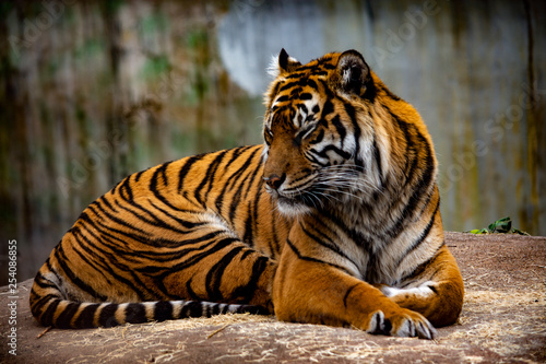 bengal tiger at the zoo